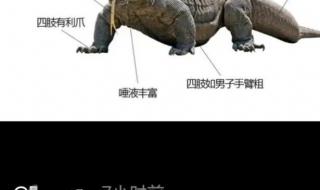 蜥蜴人是什么梗 蜥蜴人是什么梗