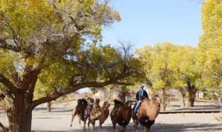 胡杨林最佳旅游时间 胡杨林最佳旅游时间