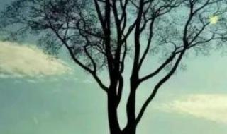 致橡树背景音乐 致橡树背景音乐