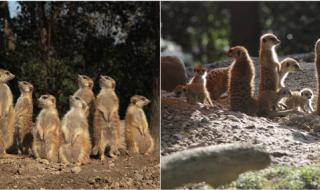 上海动物园门票价格 上海动物园门票价格