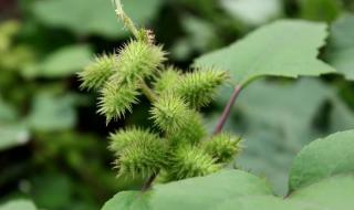 植物妈妈有办法课文