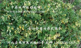 种植什么药材最赚钱