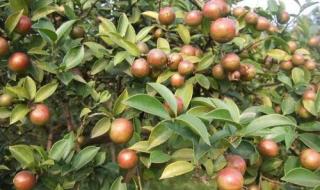 油茶籽油多少钱一斤 油茶籽油多少钱一斤