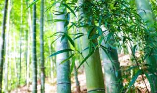 丫丫抓起竹子就开啃