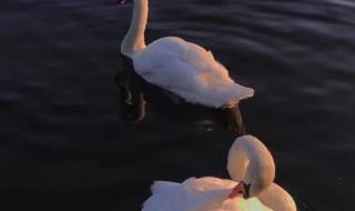 弯弯的月亮简谱 弯弯的月亮简谱