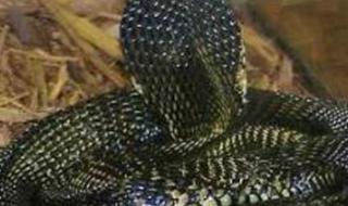 世界十大最毒的蛇 世界十大最毒的蛇