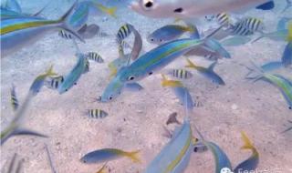 美人鱼潜水怎么呼吸 美人鱼潜水怎么呼吸