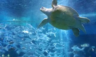 小梅沙海洋世界