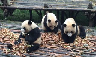 雅安大熊猫 雅安大熊猫