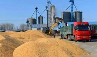 全球多国禁止粮食出口 全球多国禁止粮食出口