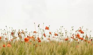 适合电脑桌面壁纸