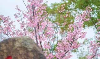 上海顾村公园地址