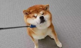 小柴犬大概多少钱 小柴犬大概多少钱